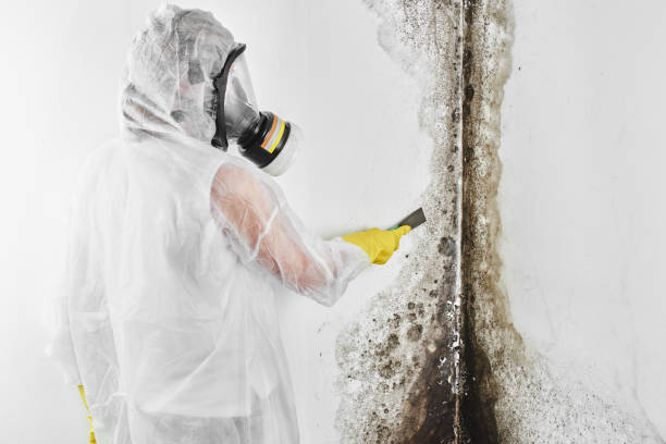 Best Emergency Mold Remediation in Wickes, AR