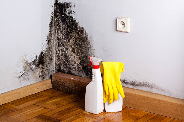 Best Residential Mold Remediation in Wickes, AR