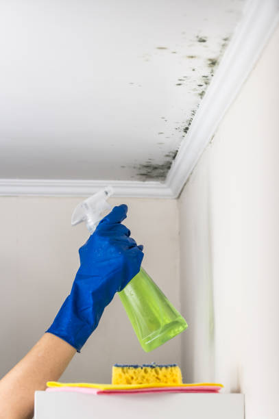 Best Attic Mold Remediation in Wickes, AR